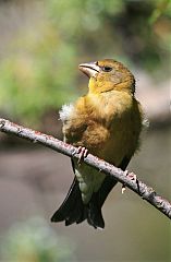 Evening Grosbeak